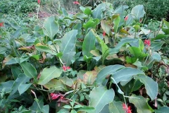 Plants-growing-wild