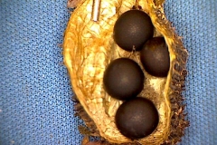 Seeds-of-Indian-shot