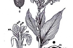 Sketch-of-Indian-shot