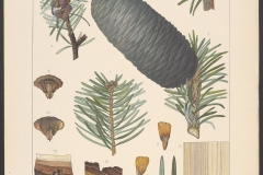 Illustration-of-Indian-Silver-fir