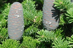 Indian-silver-fir-fruit