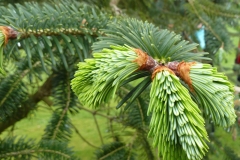 Indian-silver-fir-leaves