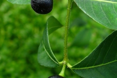Fruits