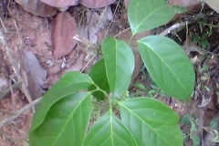 Leaves