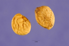 Seeds