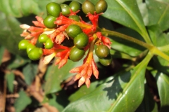 Unripe-fruit