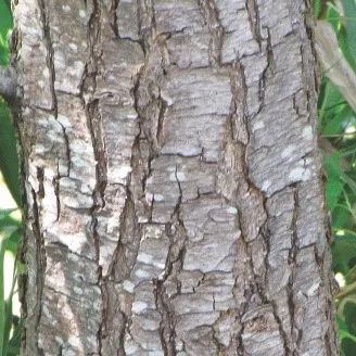 Bark-of-Indian-Willow