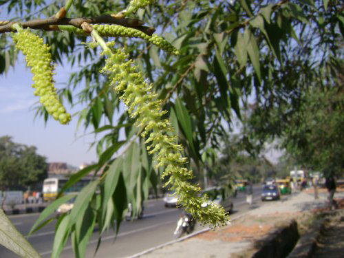 Flower-of-Indian_Willow