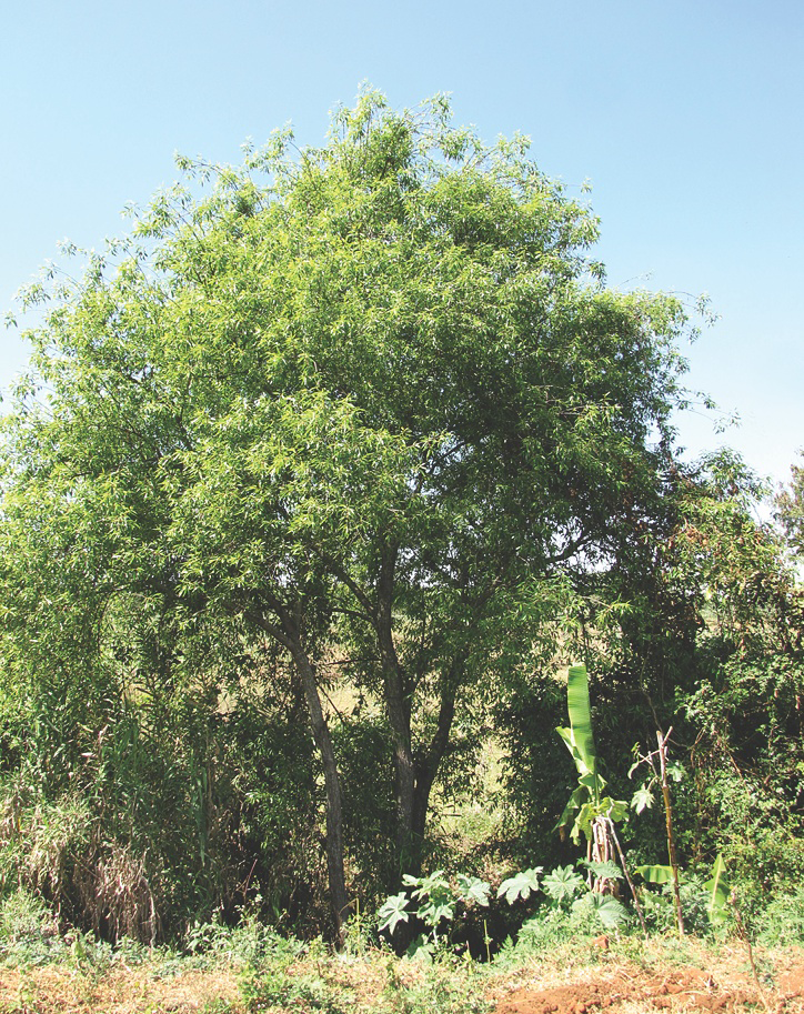 Indian-Willow-plant-growing-wild