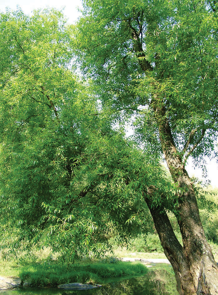 Indian-Willow-tree