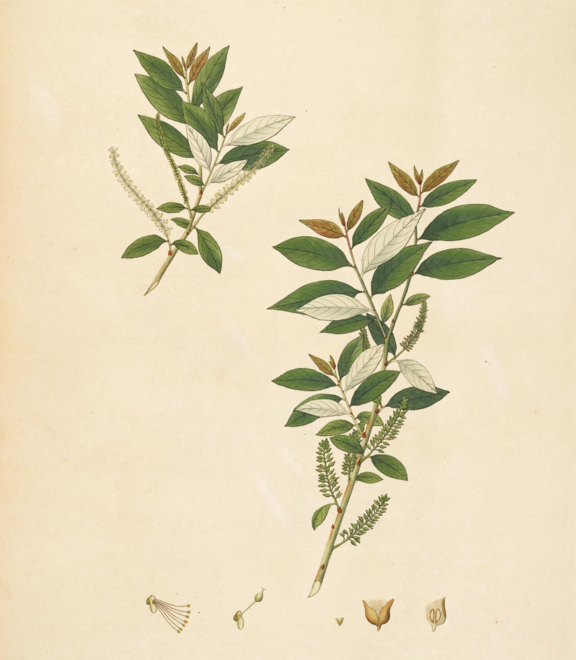 Plant-Illustration-of-Indian-Willow