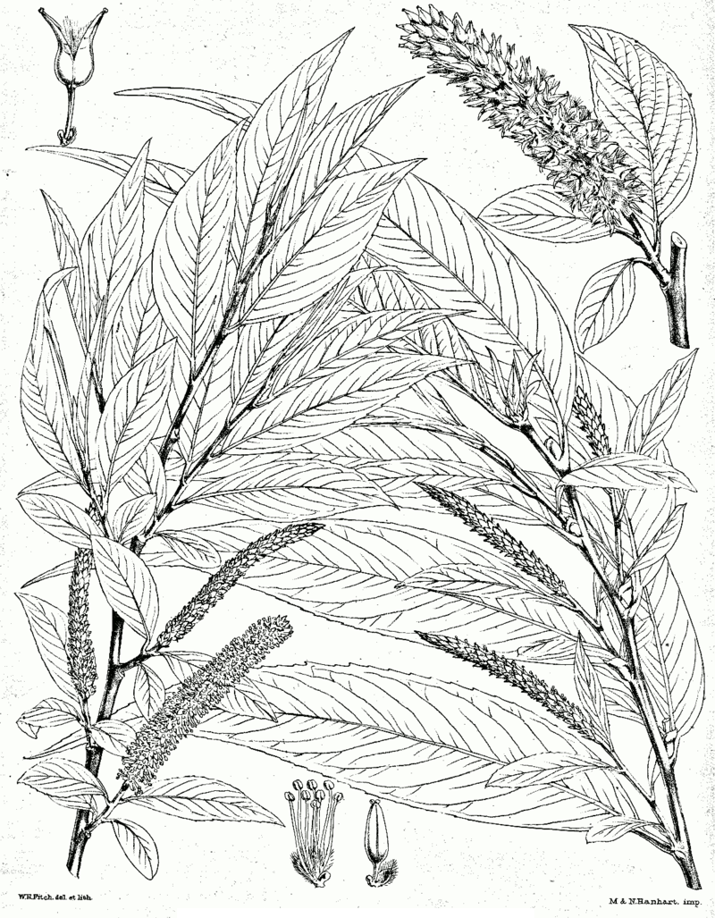 Sketch-of-Indian-Willow