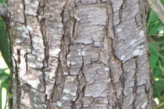 Bark-of-Indian-Willow