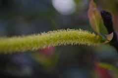 Closer-view-of-flower-of-Indian-Willow
