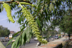 Flower-of-Indian_Willow