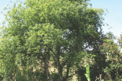 Indian-Willow-plant-growing-wild