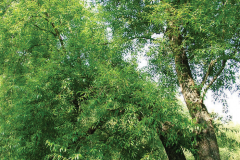 Indian-Willow-tree
