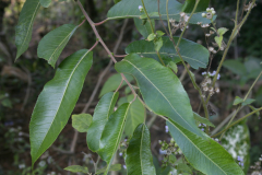 Leaves-of-Indian-Willow