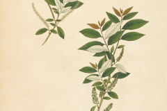 Plant-Illustration-of-Indian-Willow