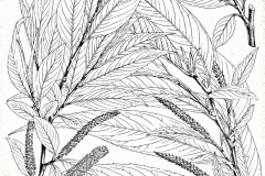 Sketch-of-Indian-Willow