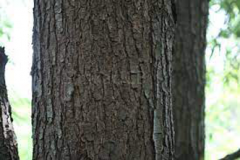 Trunk-of-Indian-Willow