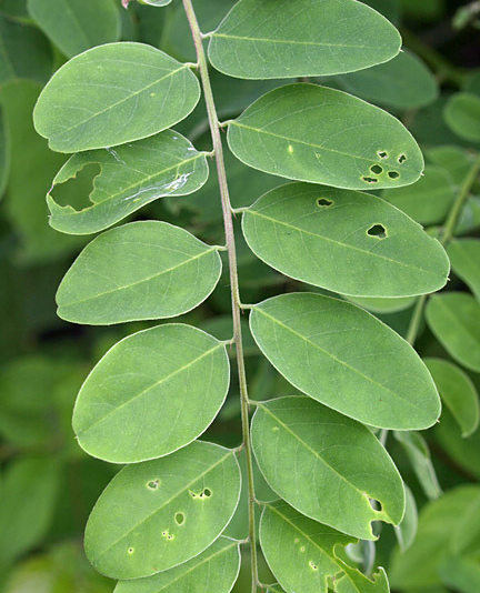 Indigo-Bush-leaves
