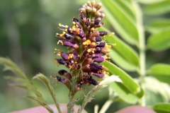 Close-view-of-Indigo-Bush-flower