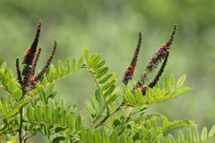 Indigo-Bush-flower