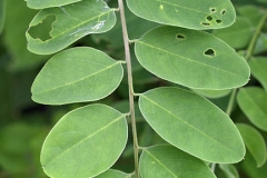 Indigo-Bush-leaves