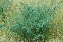 Indigo-plant-growing-wild