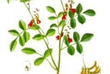 Plant-Illustration-of-Indigo