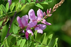 Flower-of-Indigo