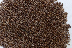 Indigo-seeds