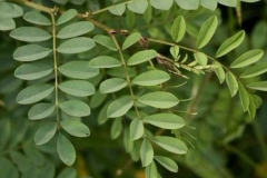 Leaves-of-Indigo