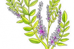Sketch-of-Indigo