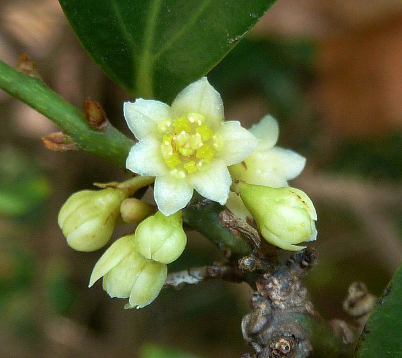 Closer-view-of-flower-of-Indonesian-Cinnamon