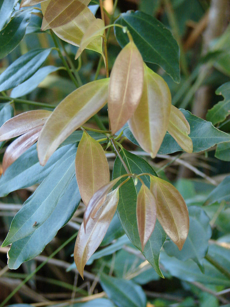 Young-Leaves-of-Indonesian-Cinnamon
