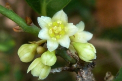 Closer-view-of-flower-of-Indonesian-Cinnamon