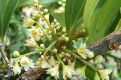 Flowers-of-Indonesian-Cinnamon