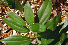 Leaves-of-Indonesian-Cinnamon