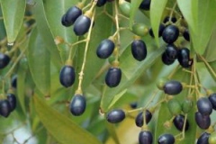 Mature-fruits-of-Indonesian-Cinnamon