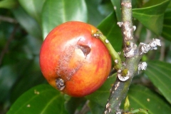 Maturing-fruit-of-Indonesian-Cinnamon