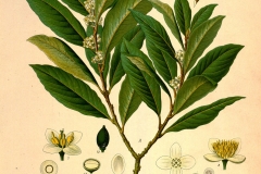 Plant-Illustration of-Indonesian-Cinnamon