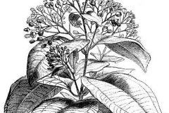 Sketch-of-Indonesian-Cinnamon
