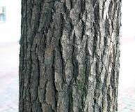 Trunk-of-Indonesian-Cinnamon