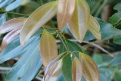 Young-Leaves-of-Indonesian-Cinnamon
