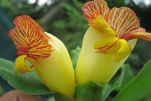 Closer-view-of-flower-of-Insulin-plant