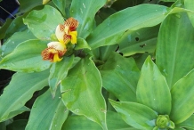 Flower-of-Insulin-plant