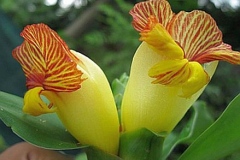 Closer-view-of-flower-of-Insulin-plant