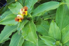 Flower-of-Insulin-plant